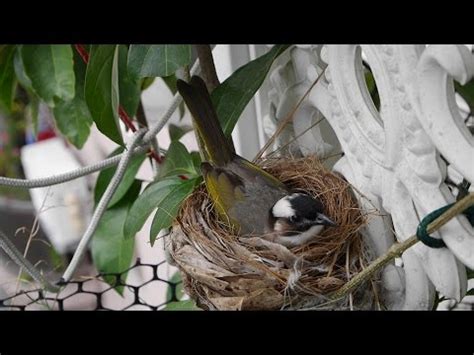 白頭翁築巢風水|鳥巢看鳥的個性…. 自從去年有白頭翁來我陽台樹上築。